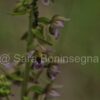 Epipactis