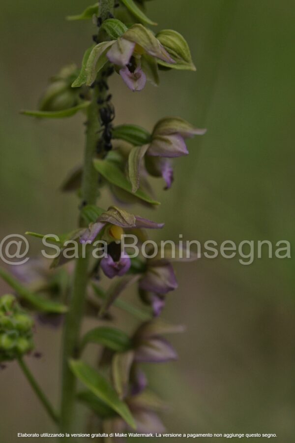 Epipactis