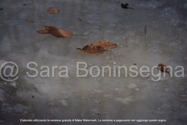 Foglie in Inverno