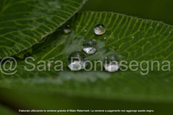 Gocce Diamanti