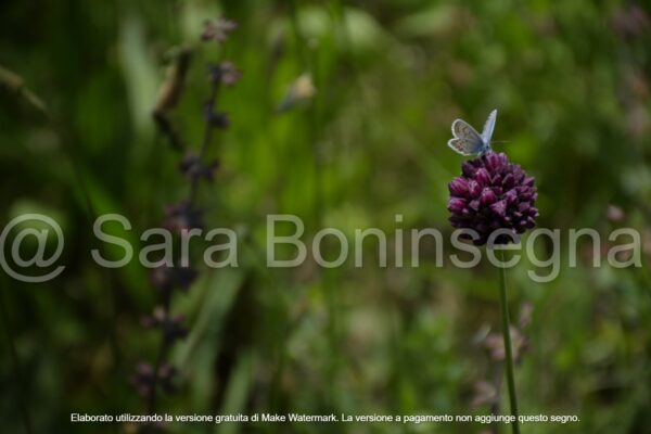 Lichena in.. fiore