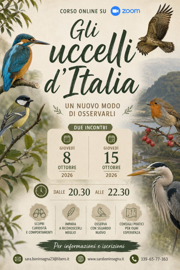 Uccelli 10-26 I Segreti della Natura: GLI UCCELLI D'ITALIA